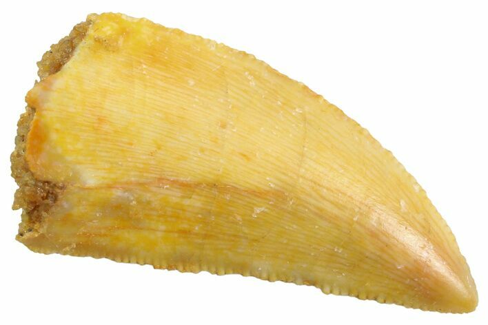 Serrated Raptor Tooth - Real Dinosaur Tooth #347063